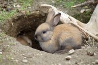 rabbits-3716254_1920